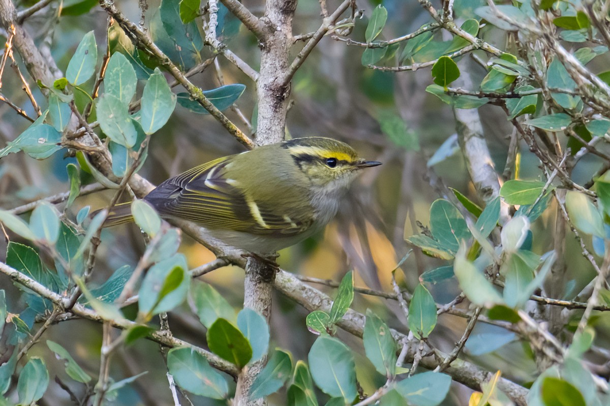 Pallas's Leaf Warbler - ML555898981