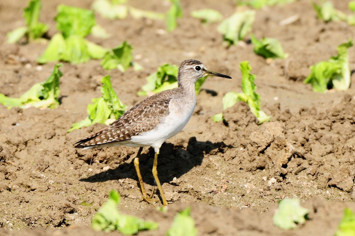 Wood Sandpiper - ML555899871