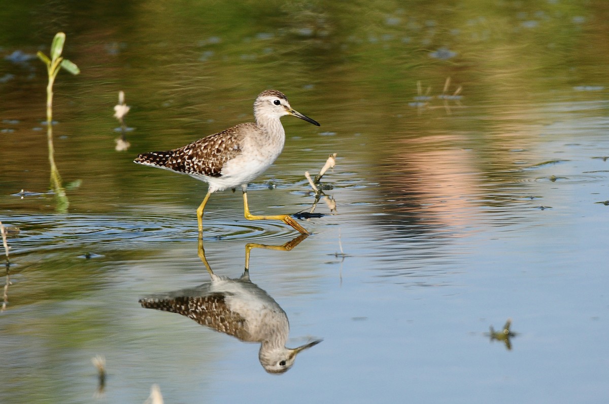 Wood Sandpiper - ML555900231