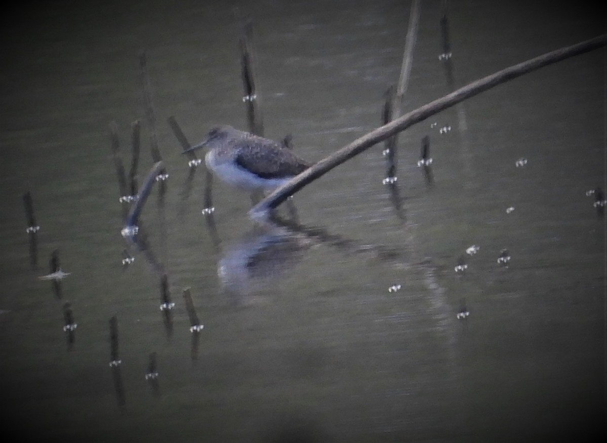 Solitary Sandpiper - ML555900841