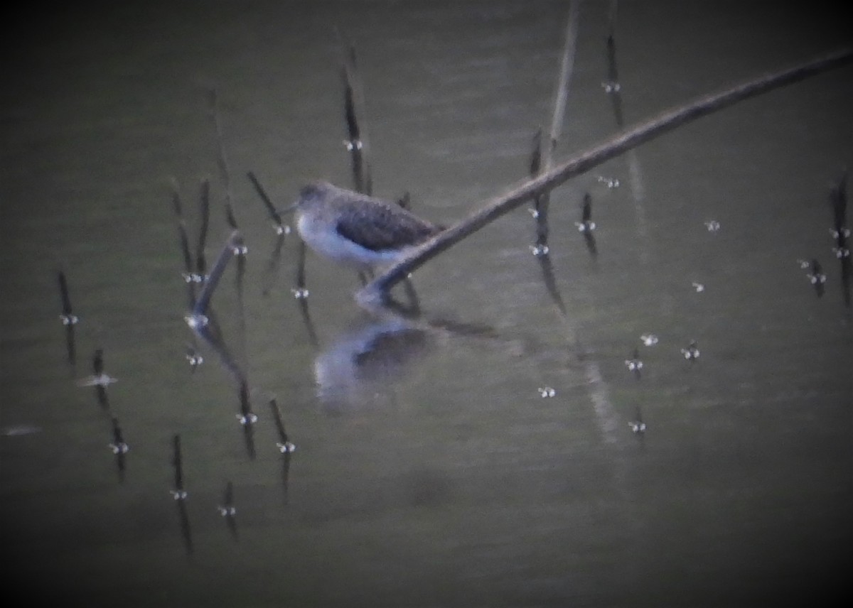 Solitary Sandpiper - ML555900881