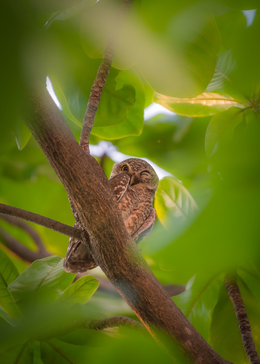 Spotted Owlet - ML555901011