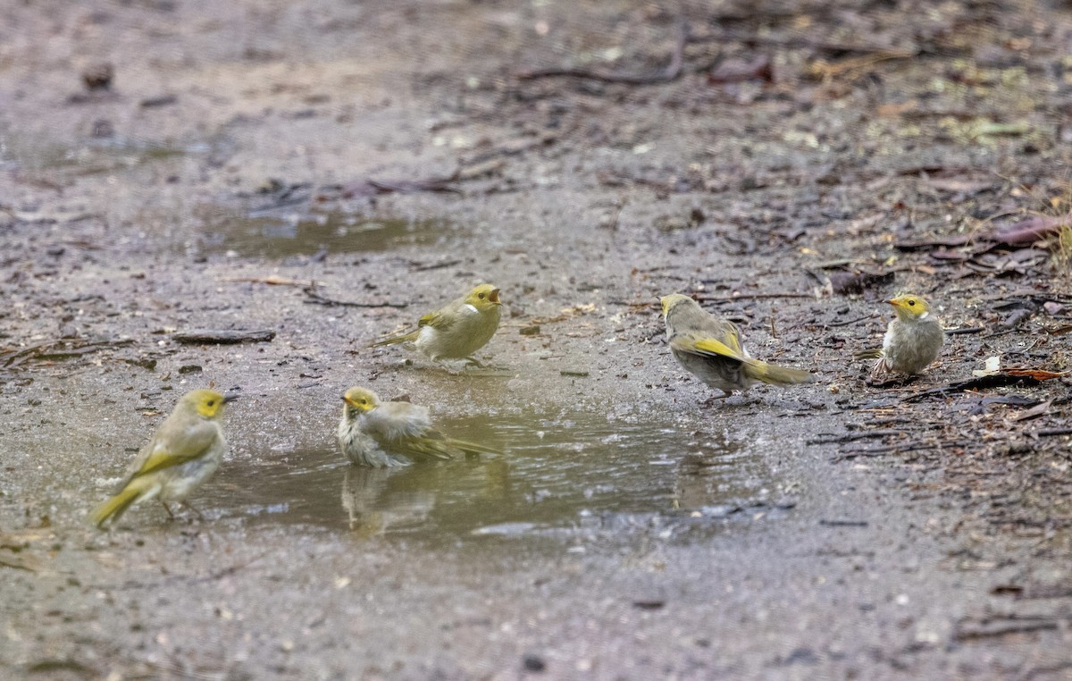 White-plumed Honeyeater - ML555901191