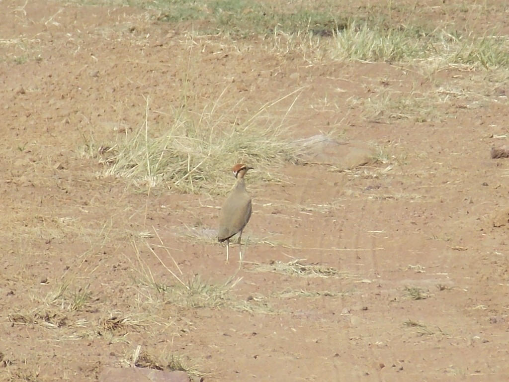 Temminck's Courser - Kevin Hopley