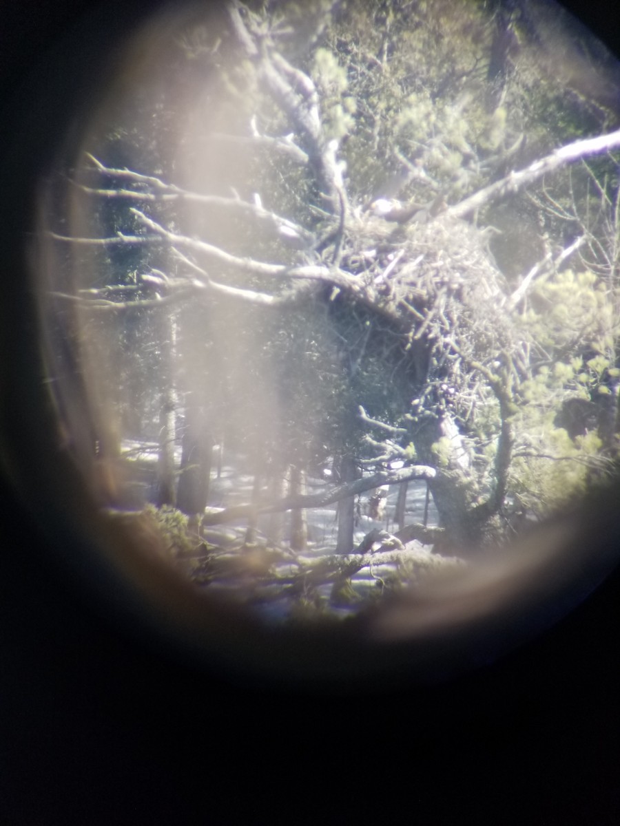 Bald Eagle - ML555901611