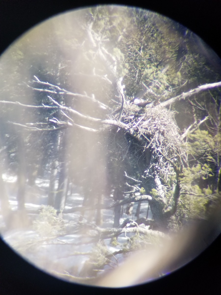 Bald Eagle - ML555901631