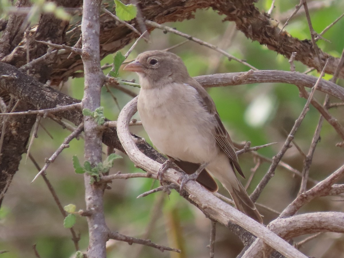 Yellow-spotted Bush Sparrow - James Apolloh ~Freelance Tour Guide