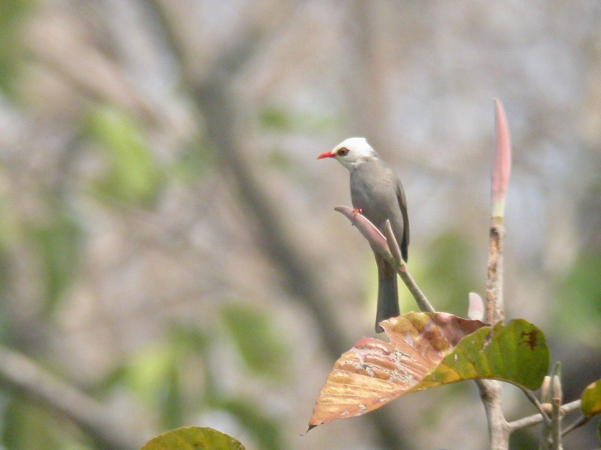 White-headed Bulbul - ML555903401