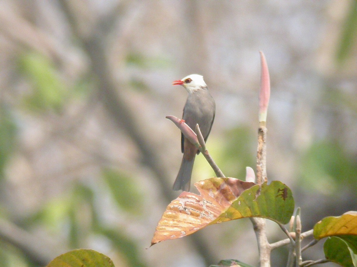 White-headed Bulbul - ML555903421