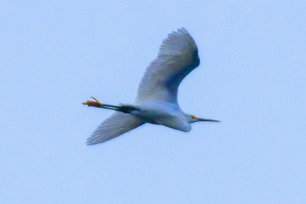 Snowy Egret - ML555903791