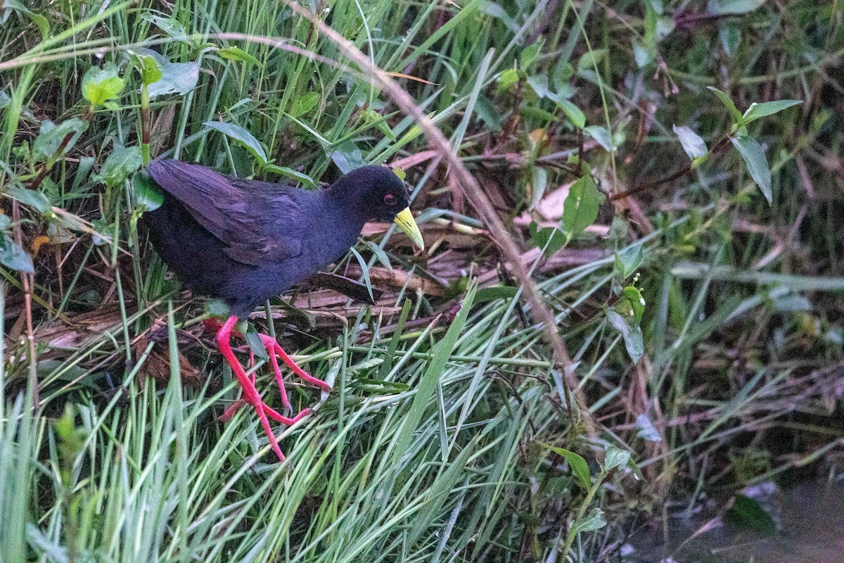 Marouette à bec jaune - ML555904911