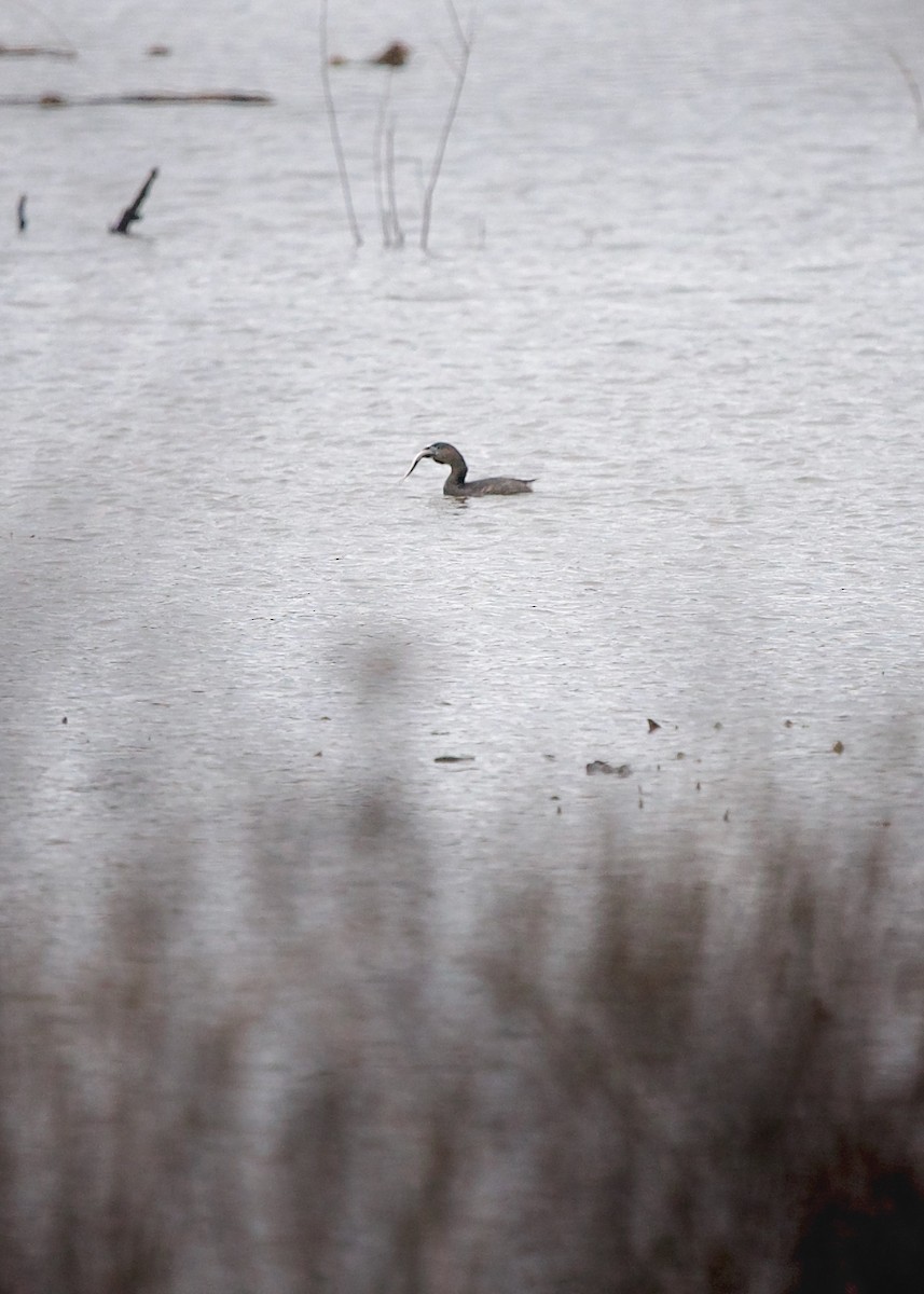 Pied-billed Grebe - ML555905501