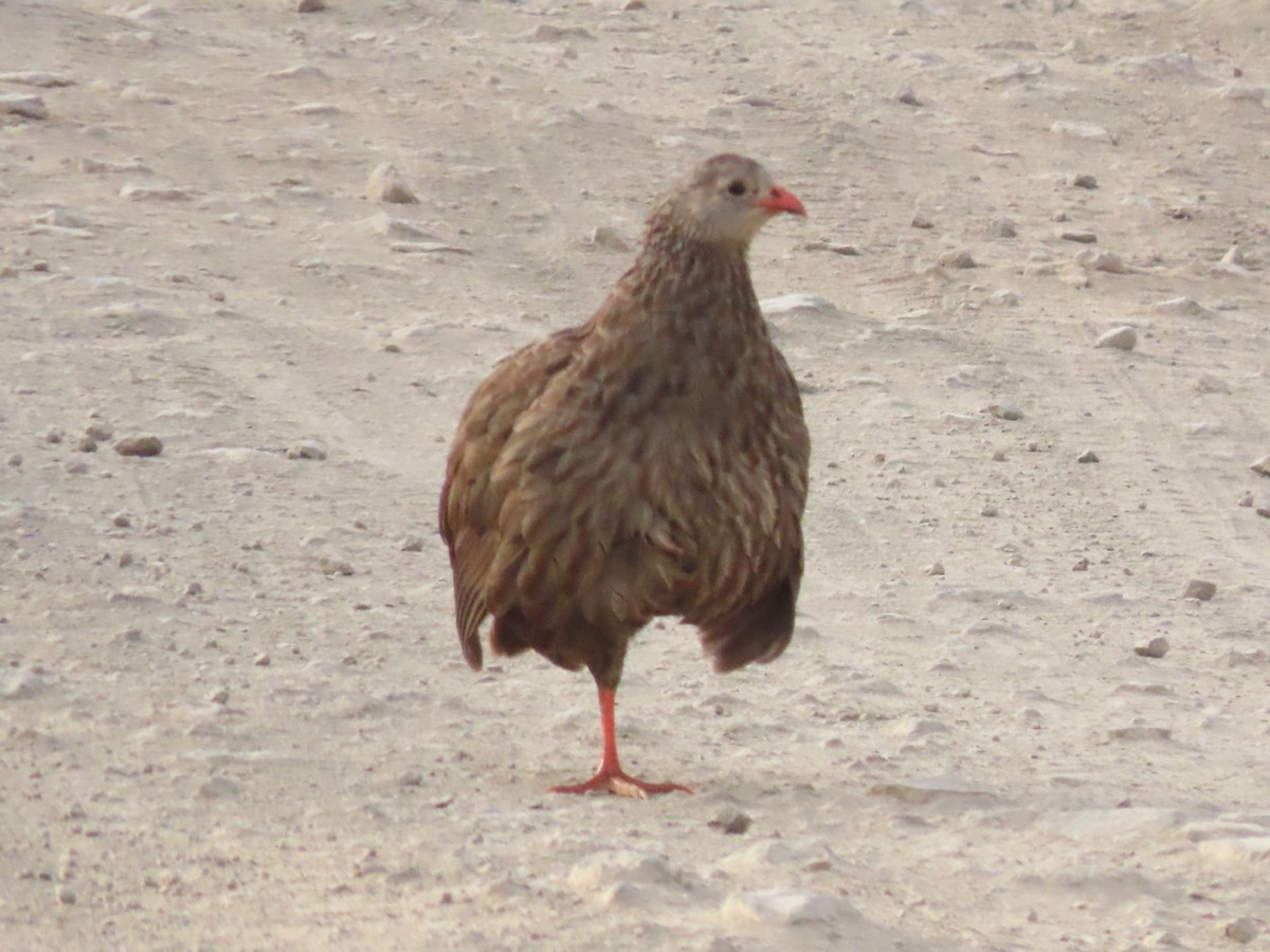 Scaly Spurfowl - James Apolloh ~Freelance Tour Guide