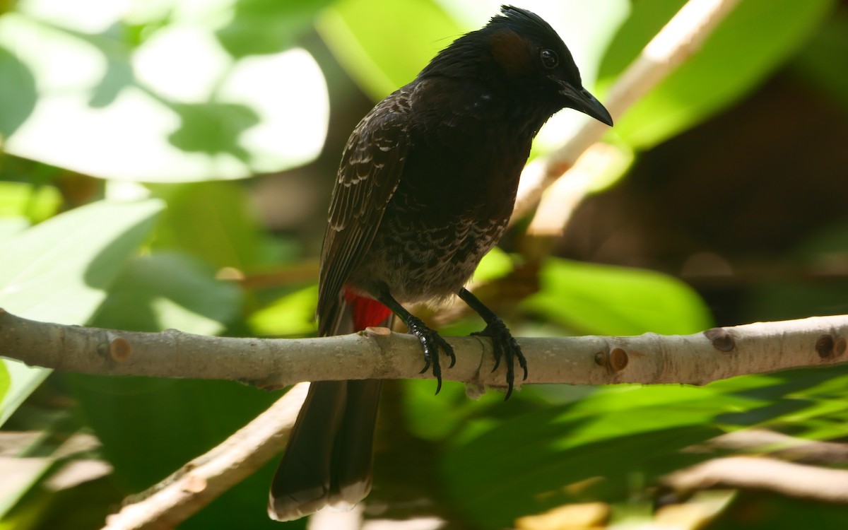 Bulbul à ventre rouge - ML555906631