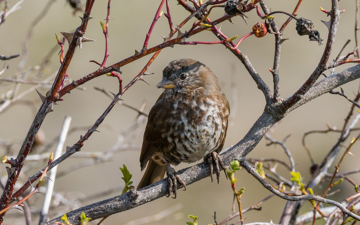 Fox Sparrow (Sooty) - ML555908491