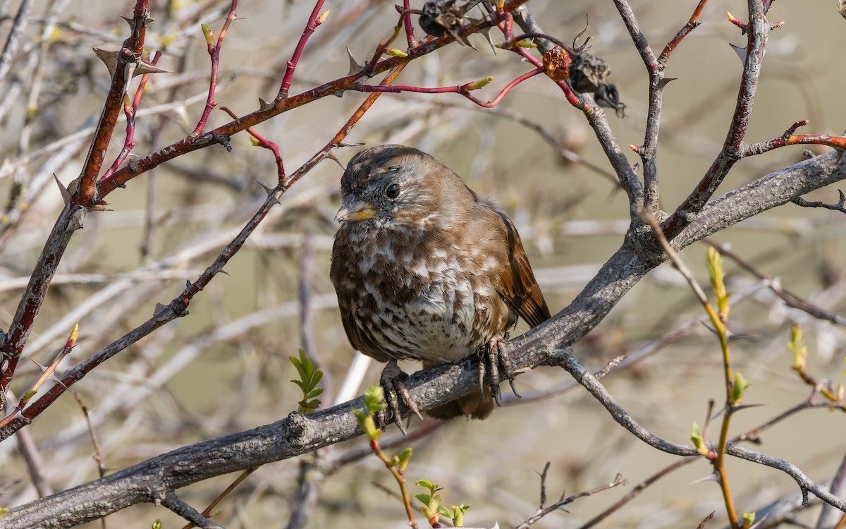 Fox Sparrow (Sooty) - ML555908561