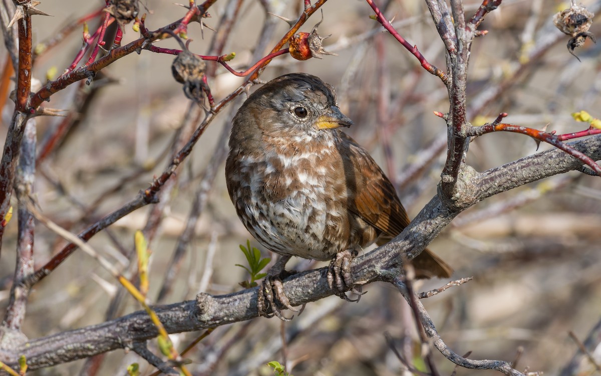 Fox Sparrow (Sooty) - ML555908581