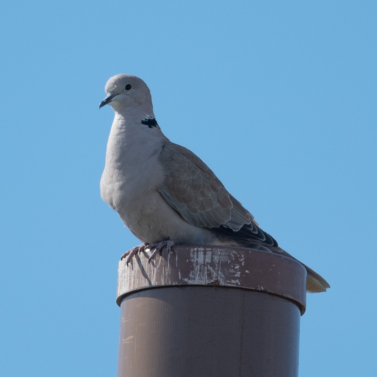 Eurasian Collared-Dove - ML555909051