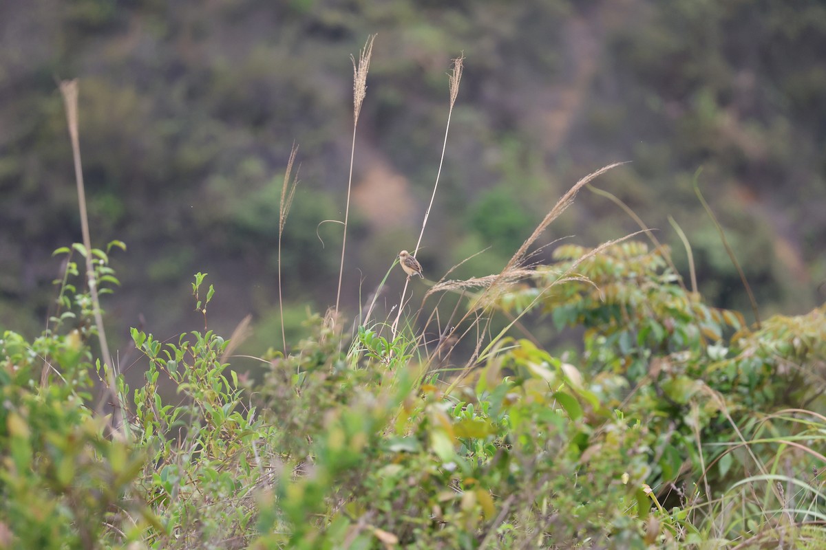 Golden-headed Cisticola - ML555909101