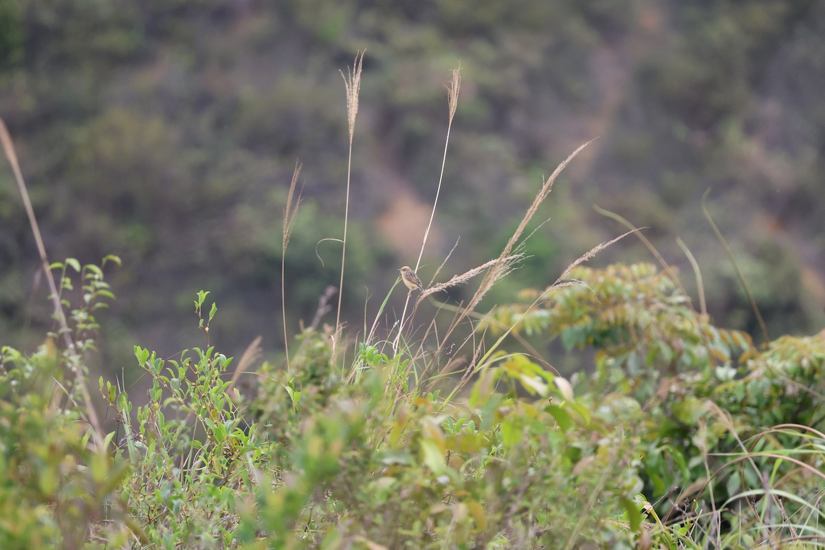 Golden-headed Cisticola - ML555909121