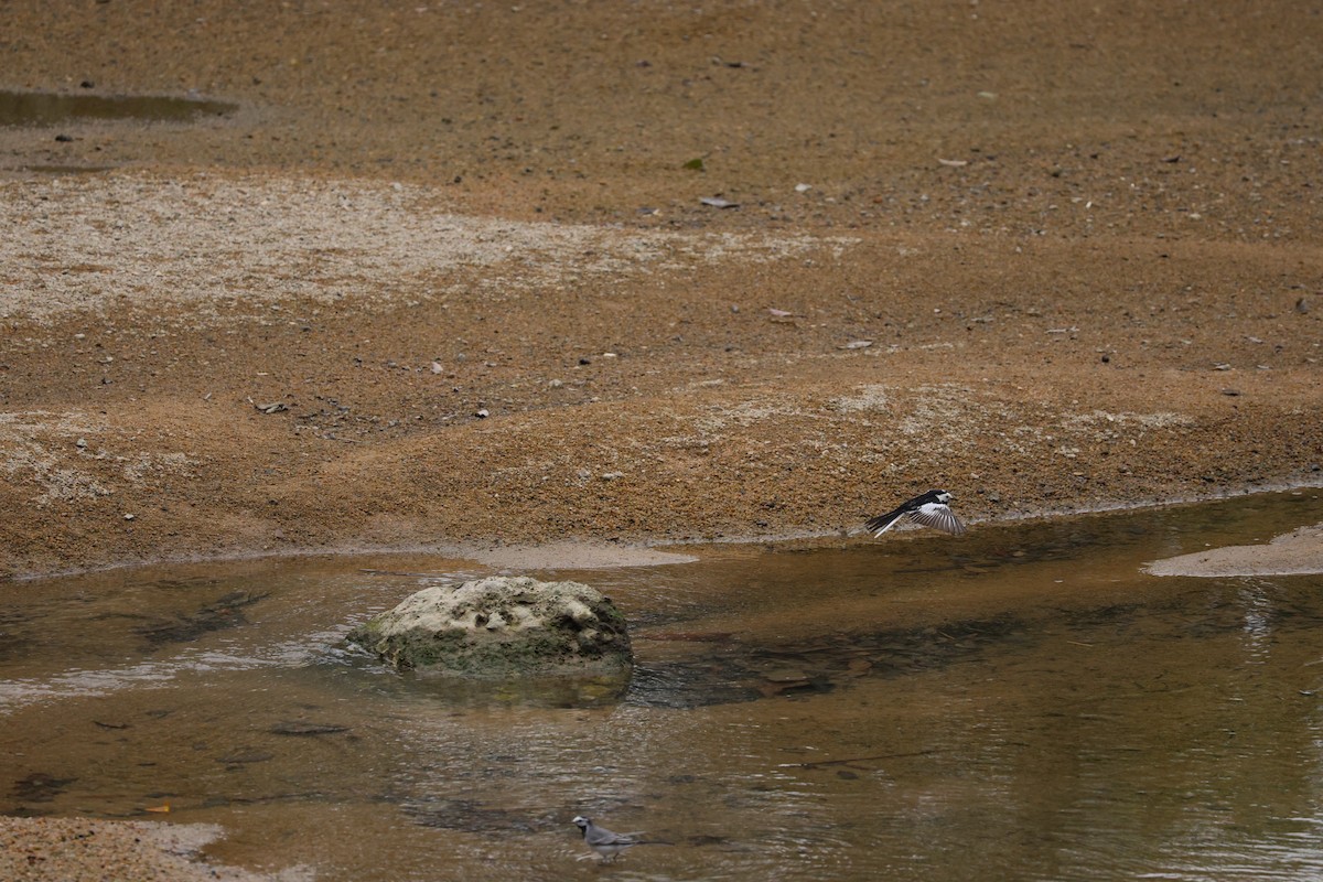 White Wagtail - ML555909621