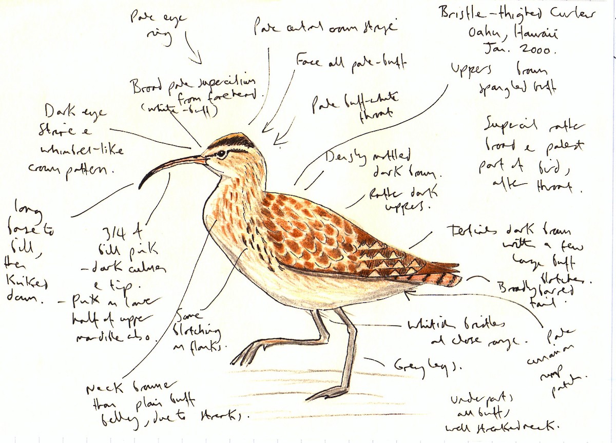 Bristle-thighed Curlew - Andrew Collins
