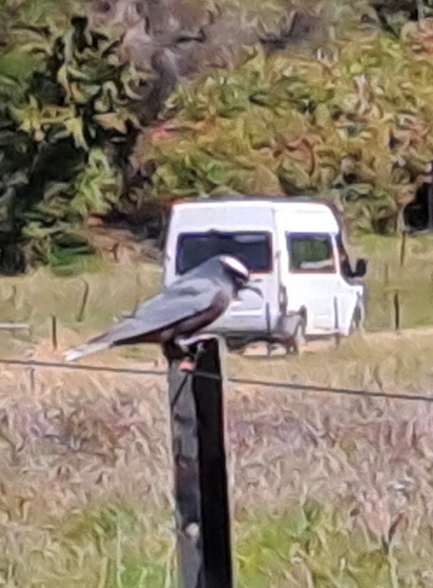 White-browed Woodswallow - ML555910571