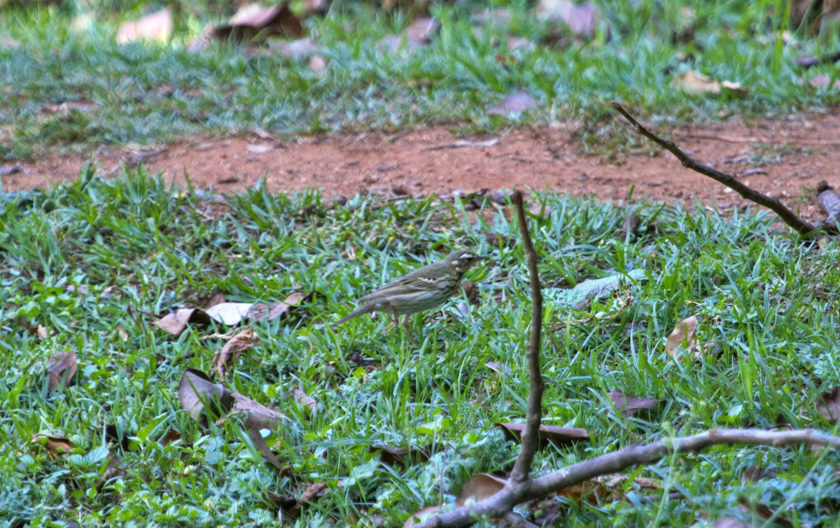Olive-backed Pipit - ML555912241