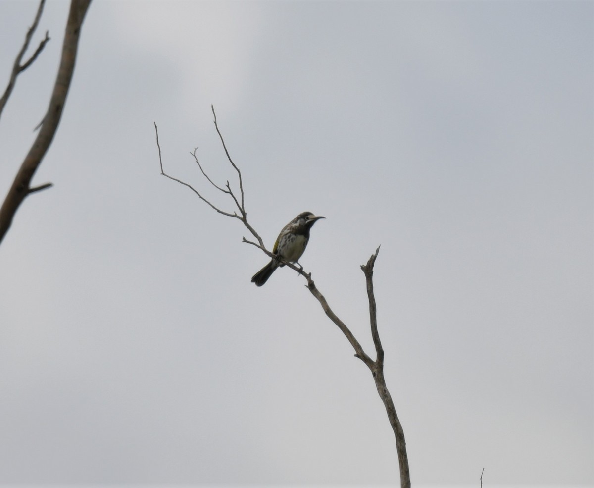 White-fronted Honeyeater - ML555913811