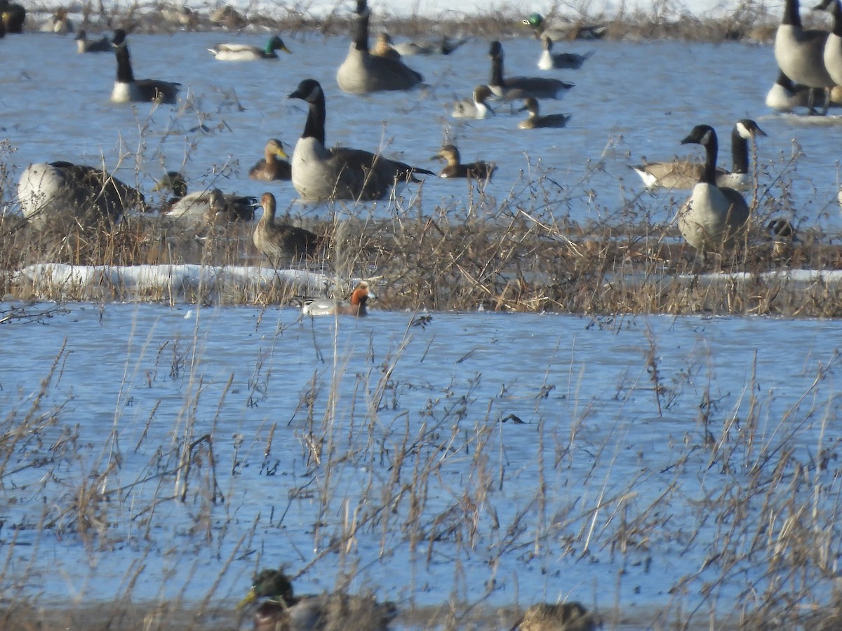 Eurasian Wigeon - ML555913961