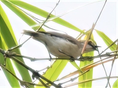 Plain Gerygone - José Teixeira