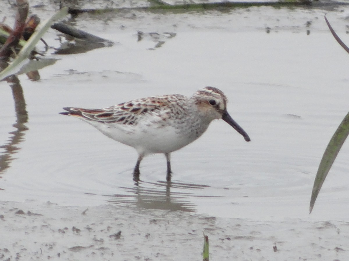 Broad-billed Sandpiper - ML55591431