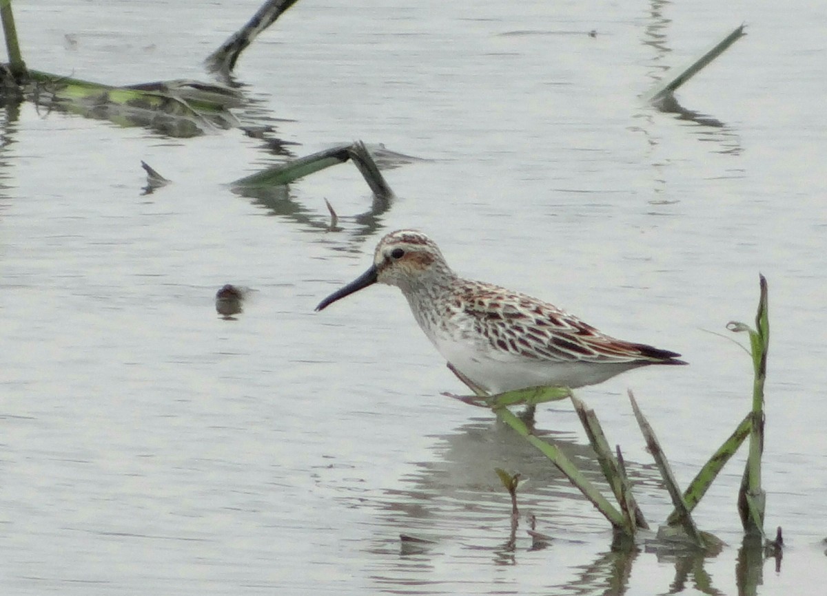 Broad-billed Sandpiper - ML55591491