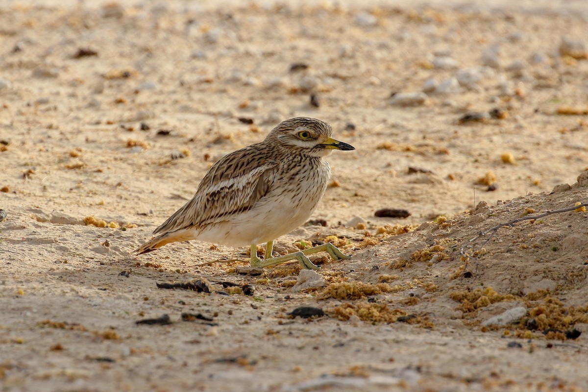 Eurasian Thick-knee - ML555915671