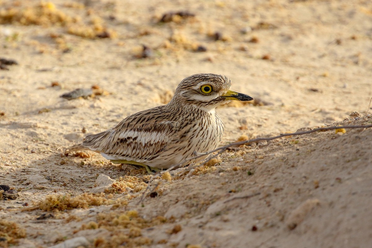 Eurasian Thick-knee - ML555915681