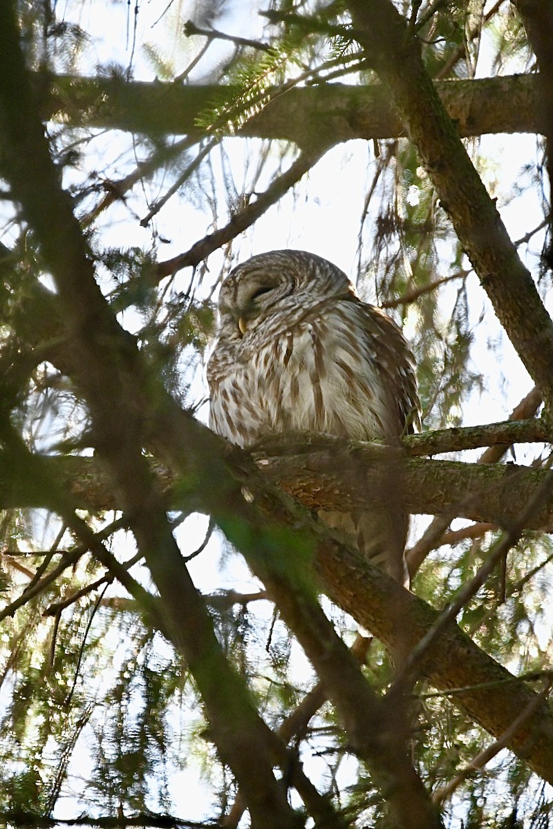 Barred Owl - ML555915811