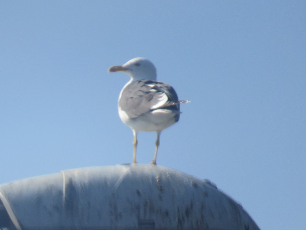 Мөнгөлөг цахлай - ML555916151