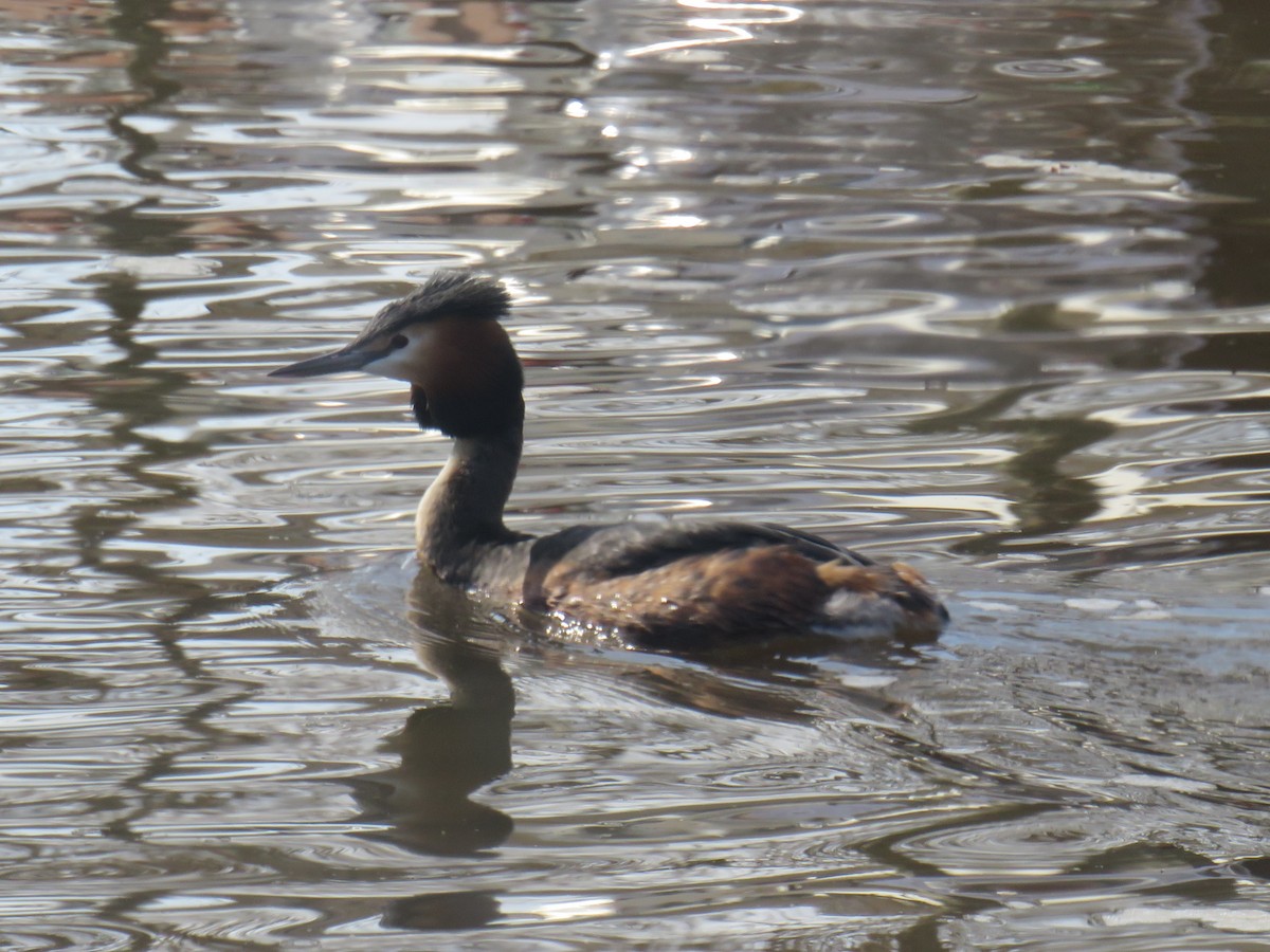 Great Crested Grebe - ML555916381