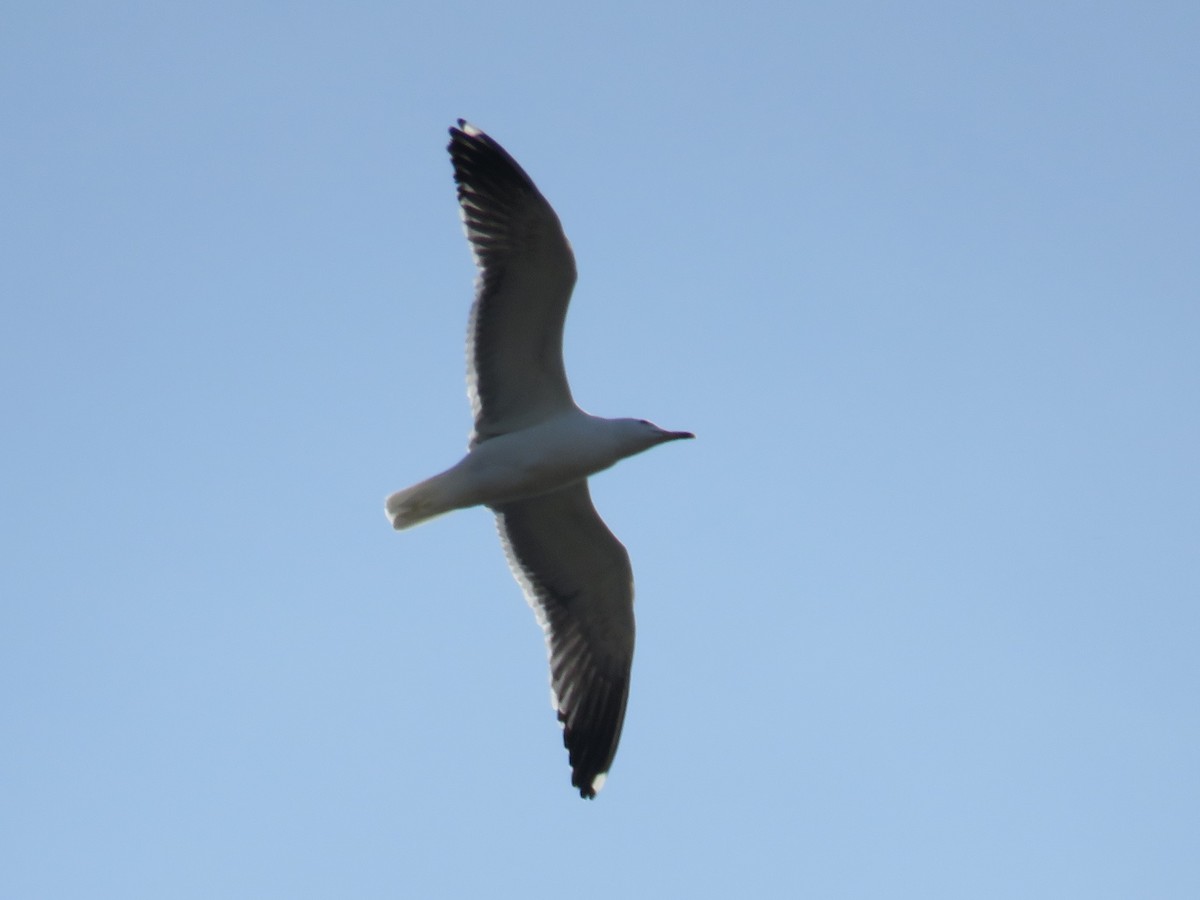 Lesser Black-backed Gull - ML555916451