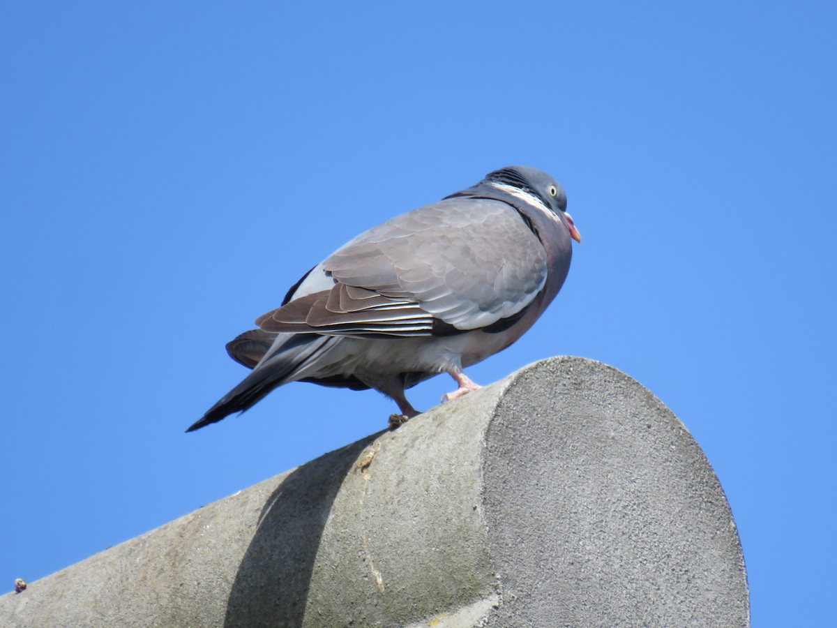 Common Wood-Pigeon - ML555916711
