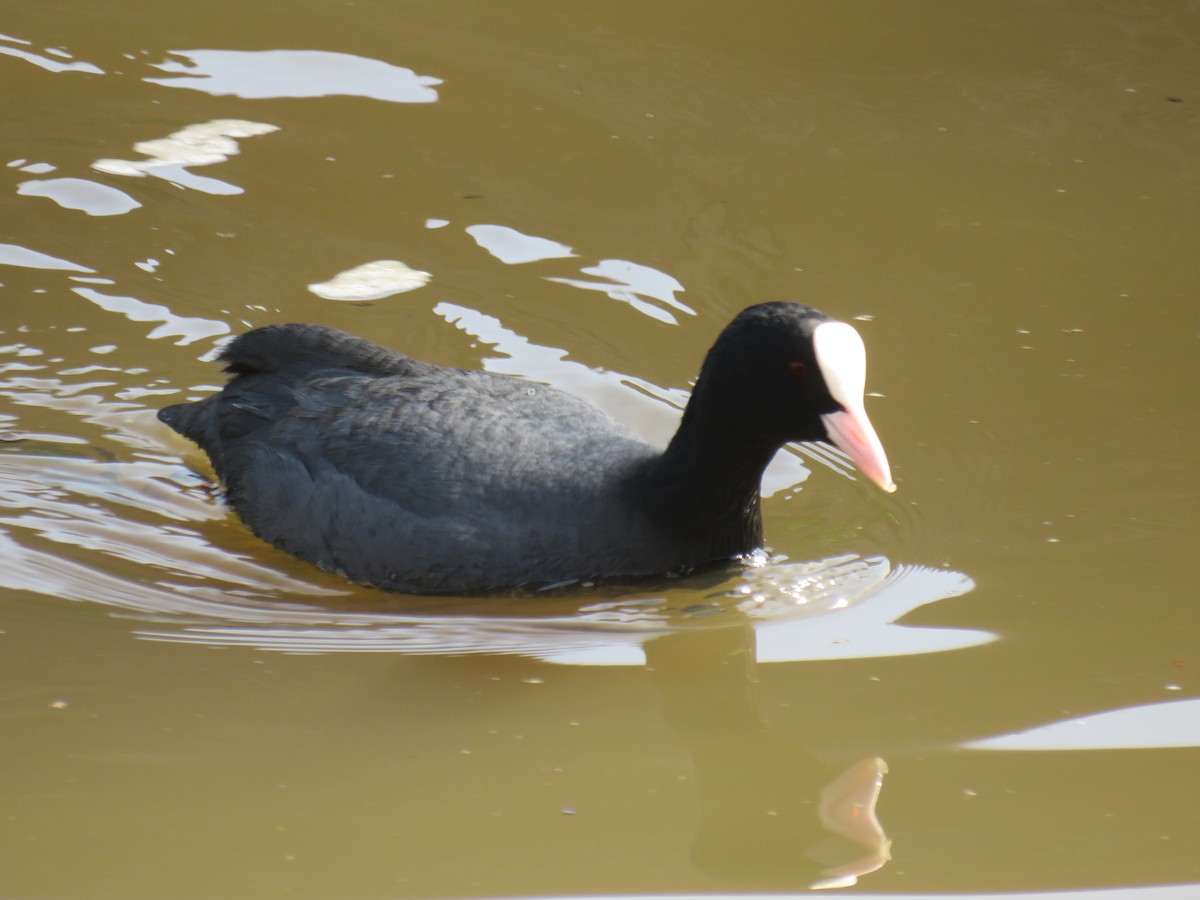 Eurasian Coot - ML555916831