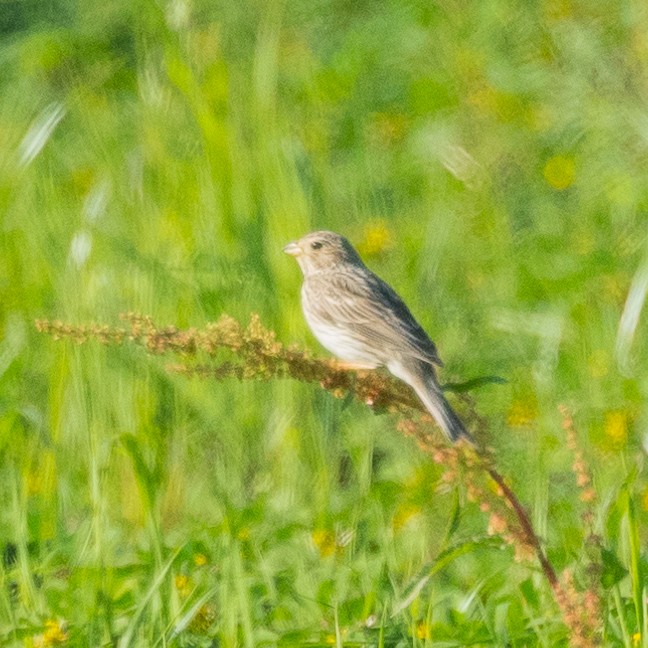 Corn Bunting - Fredrik Bensch Strandin