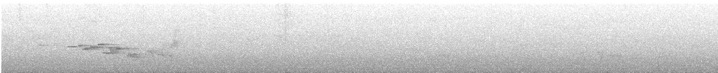 Яванская короткохвостка - ML555918011