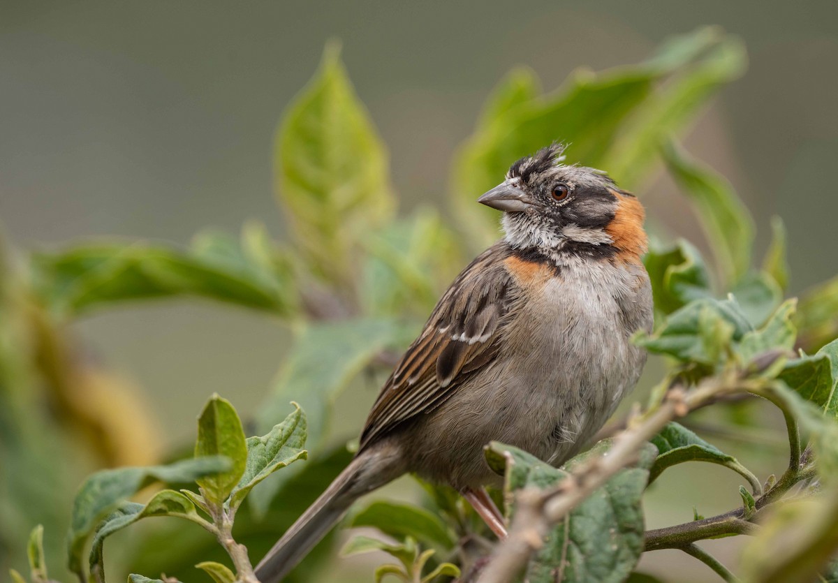Rufous-collared Sparrow - ML555918421