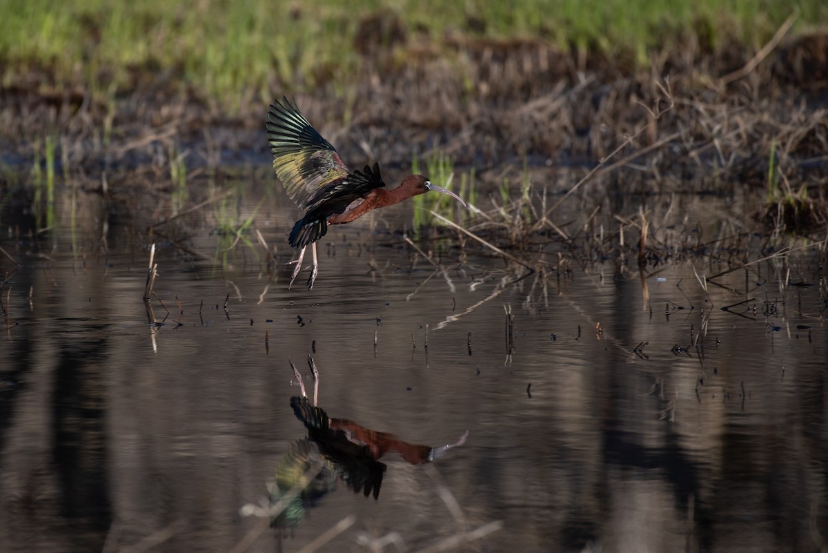 Glossy Ibis - ML555918951