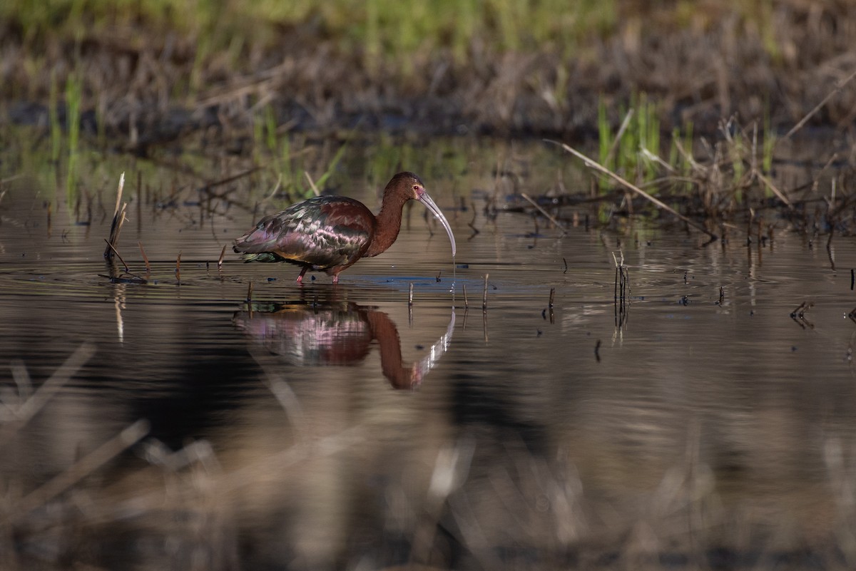 White-faced Ibis - ML555919041