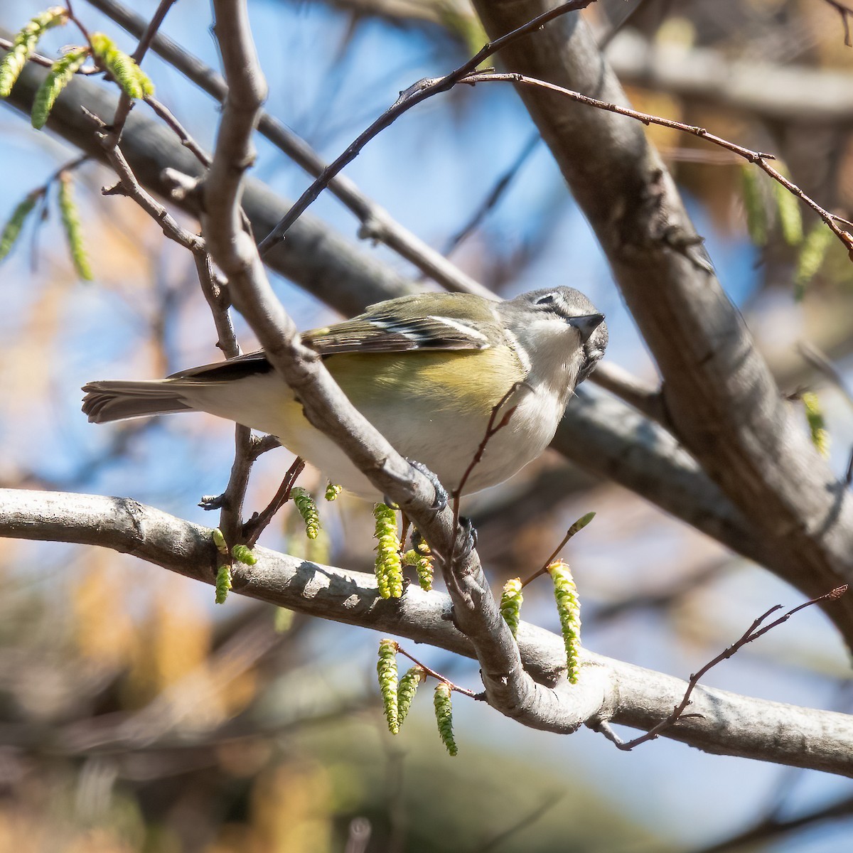 Mavi Başlı Vireo - ML555919251