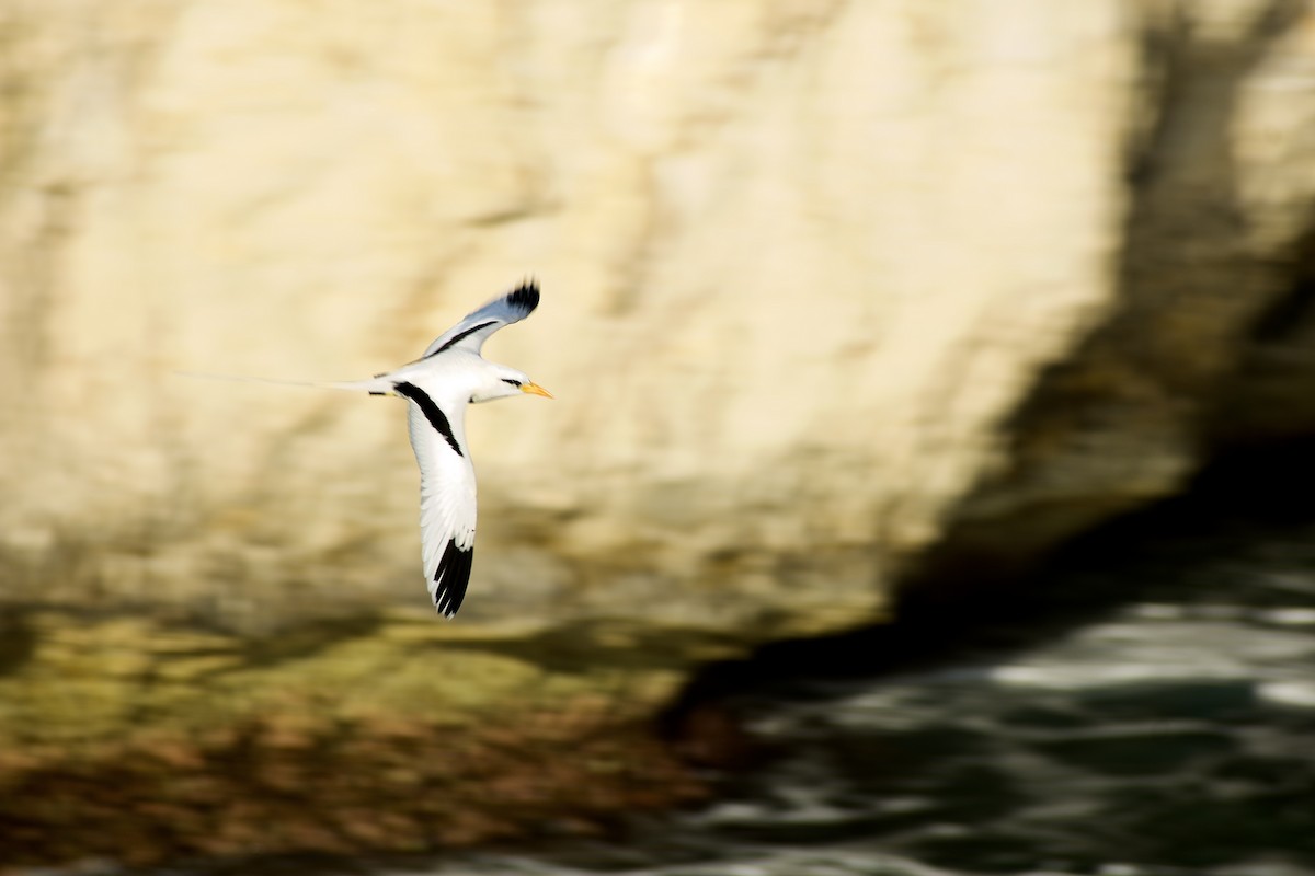 White-tailed Tropicbird (Atlantic) - ML555919481