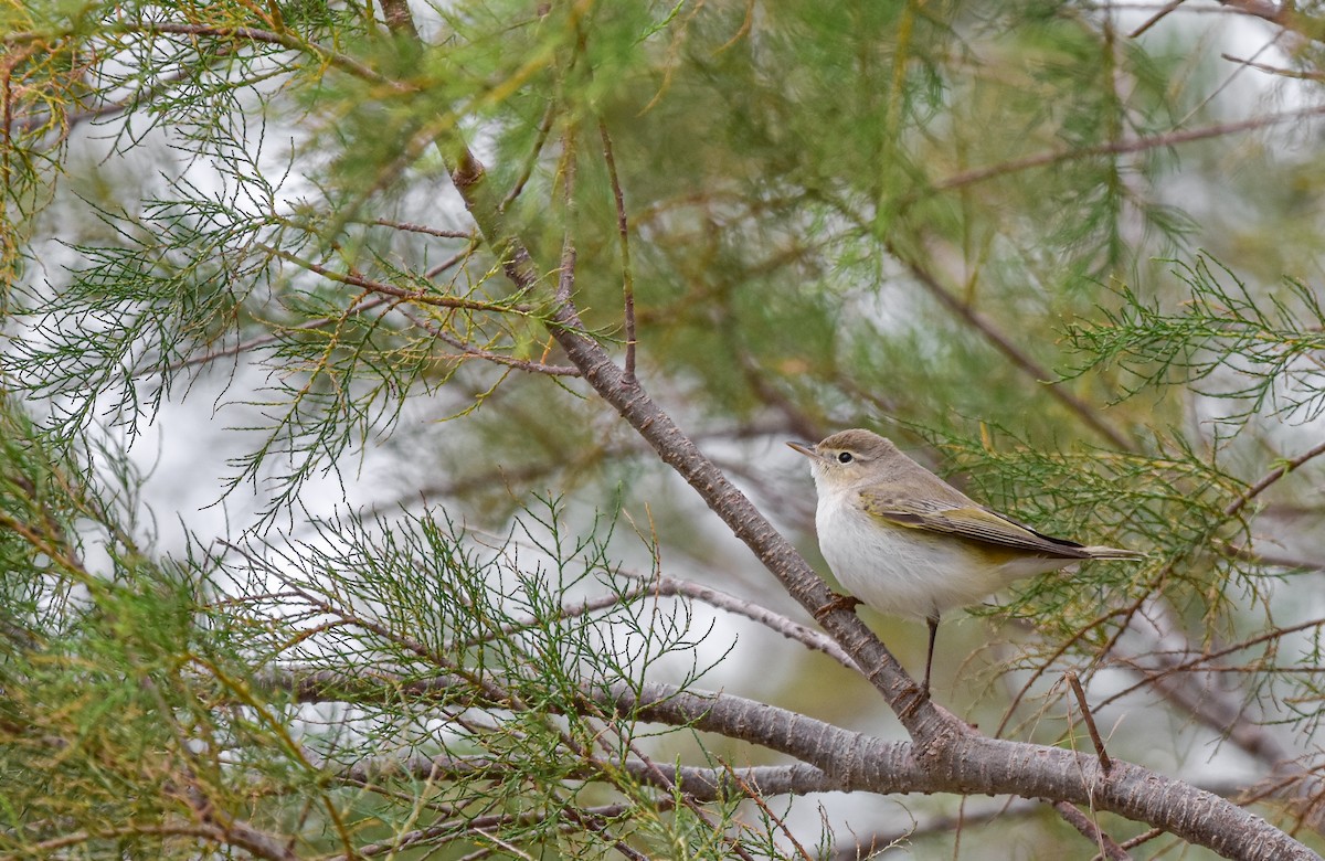 Eastern Bonelli's Warbler - Christos Christodoulou