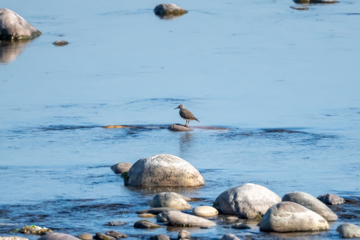 Common Sandpiper - ML555920841